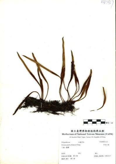 中文名：多形石葦 (H001123)學名： em Pyrrosia mollis (Kunze) Ching /em 