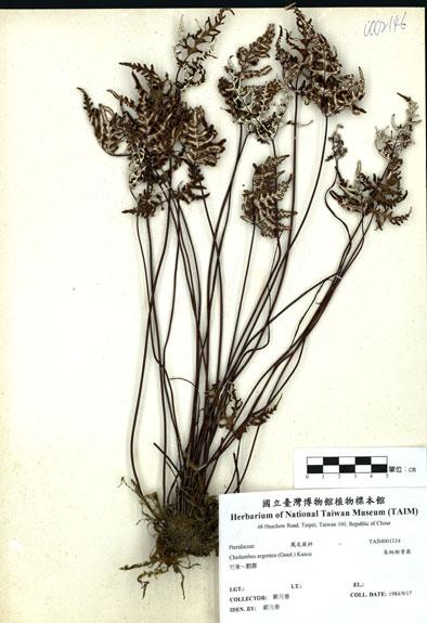 中文名：長柄粉背蕨 (H001124)學名： em Cheilanthes argentea (Gmel.) Kunze /em 
