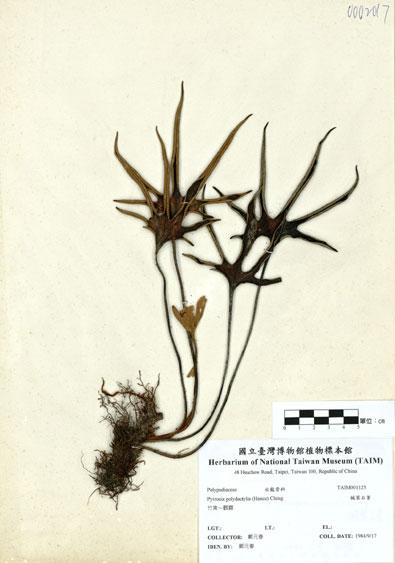 中文名：槭葉石葦 (H001125)學名： em Pyrrosia polydactylis (Hance) Ching /em 