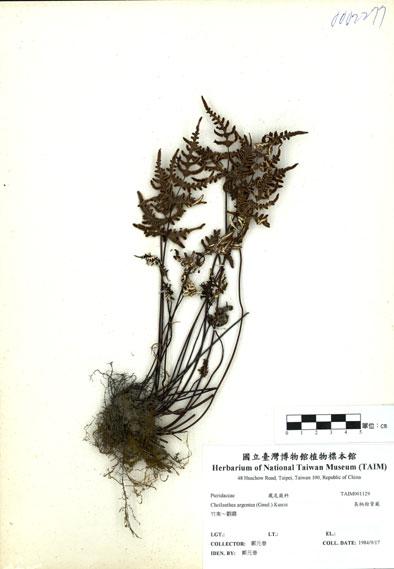 中文名：長柄粉背蕨 (H001129)學名： em Cheilanthes argentea (Gmel.) Kunze /em 