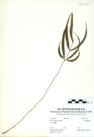 中文名：長葉鳳尾蕨 (H001134)學名： em Pteris longipinna Hayata /em 