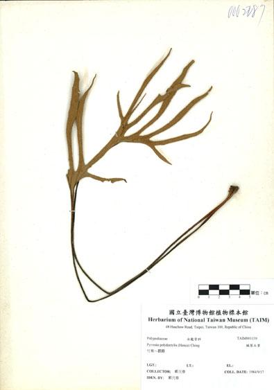 中文名：槭葉石葦 (H001139)學名： em Pyrrosia polydactylis (Hance) Ching /em 