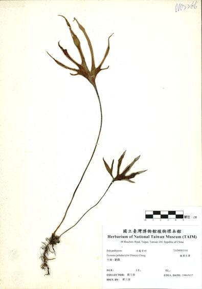 中文名：槭葉石葦 (H001141)學名： em Pyrrosia polydactylis (Hance) Ching /em 