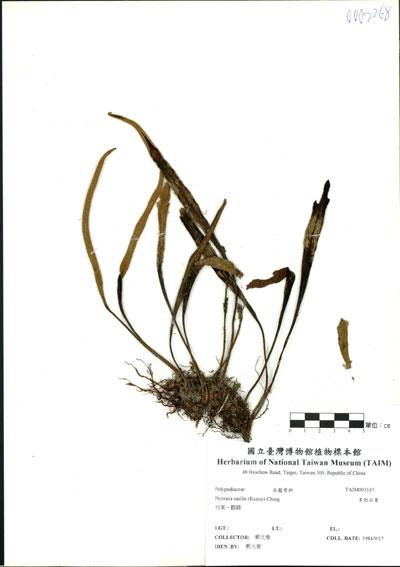 中文名：多形石葦 (H001143)學名： em Pyrrosia mollis (Kunze) Ching /em 