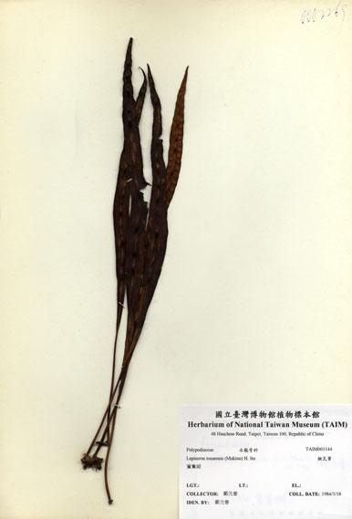 中文名：擬瓦葦 (H001144)學名： em Lepisorus tosaensis (Makino) H. Ito /em 