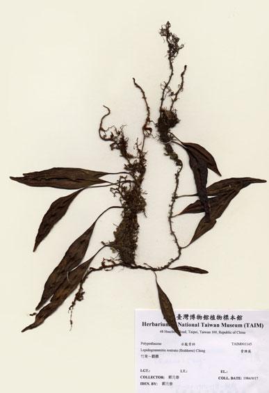 中文名：骨牌蕨 (H001145)學名： em Lepidogrammitis rostrata (Beddome) Tagawa /em 