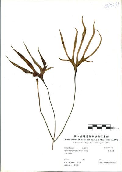 中文名：槭葉石葦 (H001146)學名： em Pyrrosia polydactylis (Hance) Ching /em 