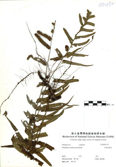 中文名：大葉水龍骨 (H001147)學名： em Polypodium raishanense Rosenst. /em 