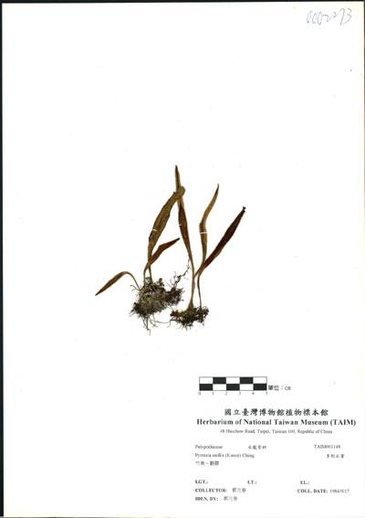 中文名：多形石葦 (H001148)學名： em Pyrrosia mollis (Kunze) Ching /em 