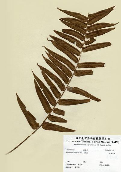 中文名：長葉腎蕨 (H001149)學名： em Nephrolepis biserrata (Sw.) Schott /em 