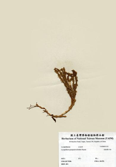 中文名：反捲葉石松 (H001152)學名： em Lycopodium quasipolytrichoides Hayata /em 