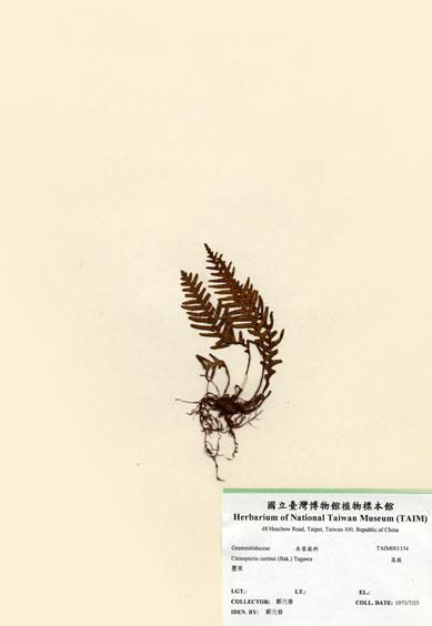 中文名：蒿蕨 (H001154)學名： em Ctenopteris curtisii (Bak.)  Copel. /em 