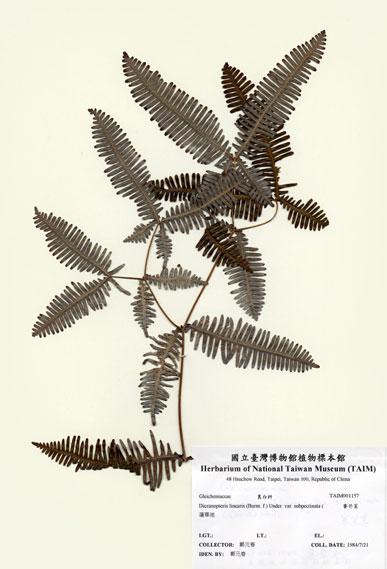 中文名：賽芒萁 (H001157)學名： em Dicranopteris linearis (Burm. f.) Under. var. subpectinata (Christ) Holtt. /em 