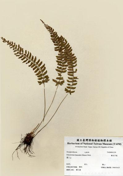中文名：韓氏耳蕨 (H001159)學名： em Polystichum hancockii (Hance) Diels /em 