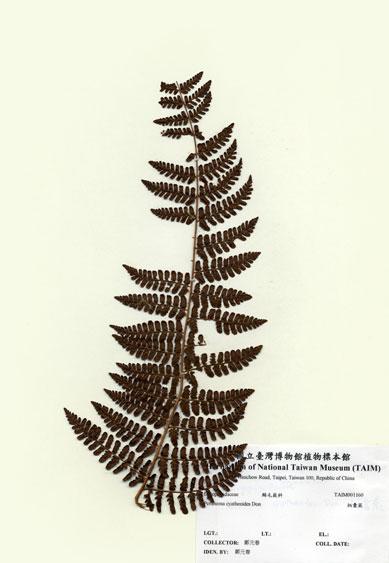 中文名：柄囊蕨 (H001160)學名： em Peranema cyatheoides Don /em 