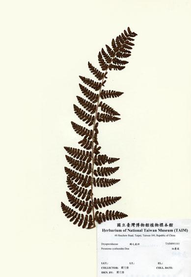 中文名：柄囊蕨 (H001161)學名： em Peranema cyatheoides Don /em 