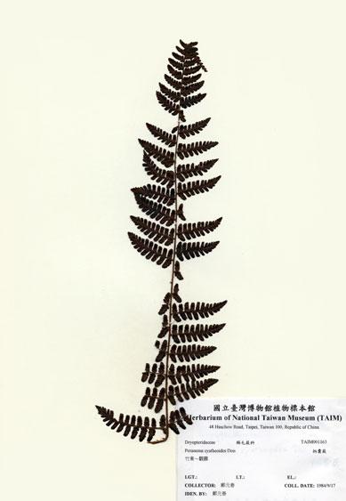 中文名：柄囊蕨 (H001163)學名： em Peranema cyatheoides Don /em 
