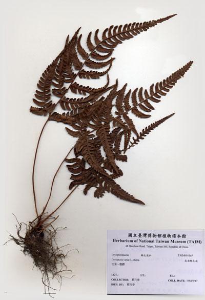 中文名：南海鱗毛蕨 (H001165)學名： em Dryopteris varia (L.) Ktze. /em 