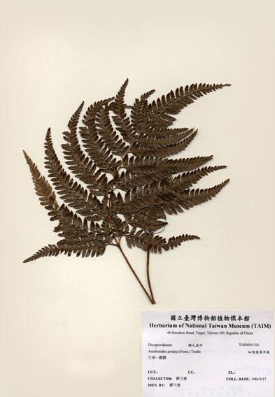 中文名：細葉複葉耳蕨 (H001166)學名： em Arachniodes aristata (Forst.) Tindle /em 