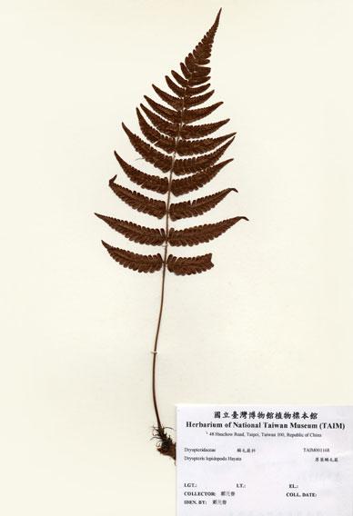 中文名：厚葉鱗毛蕨 (H001168)學名： em Dryopteris lepidopoda Hayata /em 
