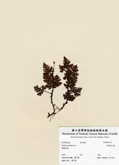 中文名：鱗葉陰石蕨 (H001170)學名： em Humata trifoliata Cav. /em 
