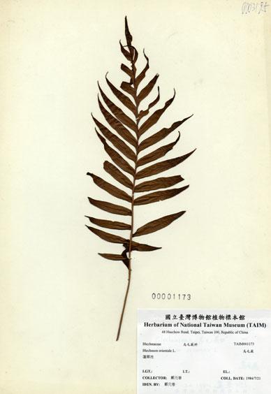 中文名：烏毛蕨 (H001173)學名： em Blechnum orientale L. /em 