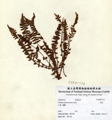 中文名：岩蕨 (H001174)學名： em Woodsia polystichoides Eaton /em 