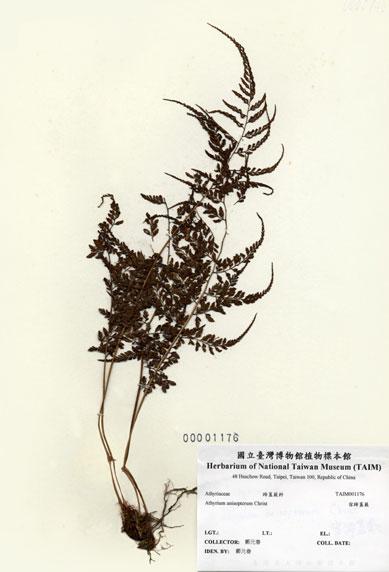 中文名：宿蹄蓋蕨 (H001176)學名： em Athyrium anisopterum Christ /em 
