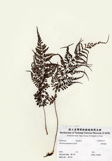 中文名：宿蹄蓋蕨 (H001177)學名： em Athyrium anisopterum Christ /em 