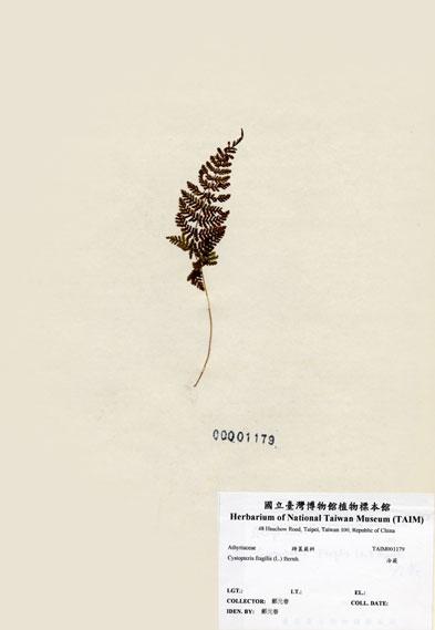 中文名：冷蕨 (H001179)學名： em Cystopteris fragilis (L.) Bernh. /em 
