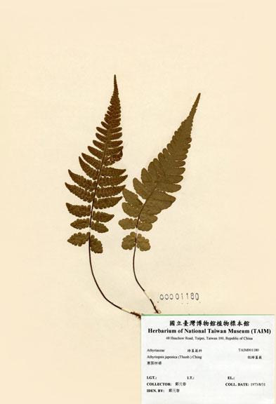 中文名：假蹄蓋蕨 (H001180)學名： em Athyriopsis japonica (Thunb.) Ching /em 