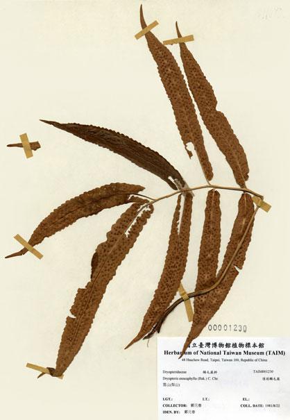 中文名：頂羽鱗毛蕨 (H001230)學名： em Dryopteris enneaphylla (Bak.) C. Chr. /em 