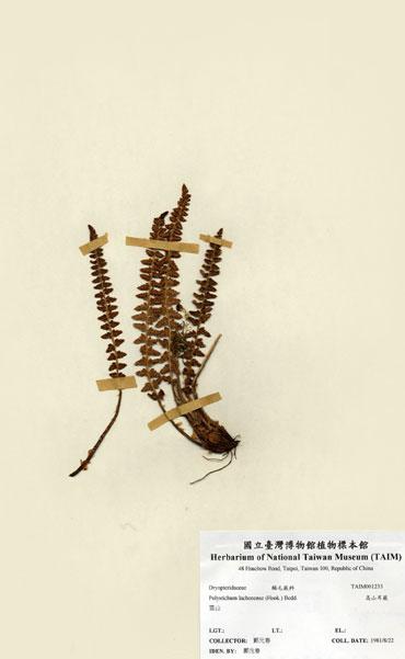 中文名：高山耳蕨 (H001233)學名： em Polystichum lachenense (Hook.) Bedd. /em 