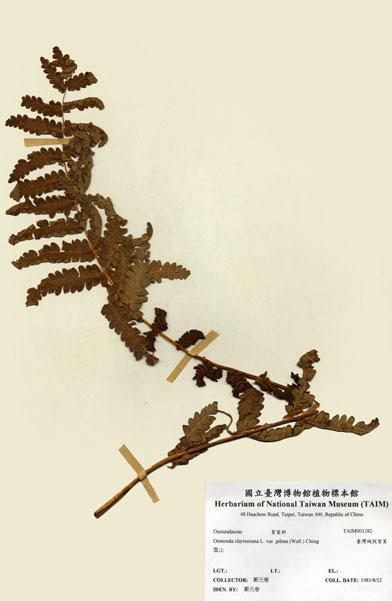 中文名：臺灣絨假紫萁 (H001282)學名： em Osmunda claytoniana L. var. pilosa (Wall.) Ching /em 
