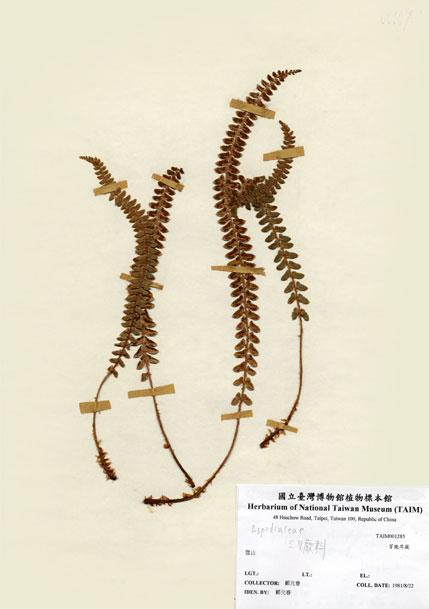 中文名：芽胞耳蕨 (H001285)學名： em Polystichum stenophyllum Christ /em 