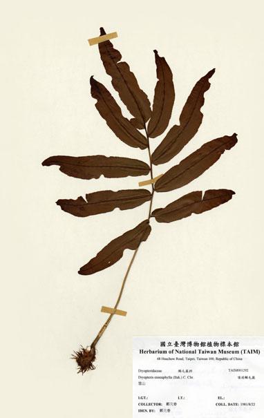 中文名：頂羽鱗毛蕨 (H001292)學名： em Dryopteris enneaphylla (Bak.) C. Chr. /em 
