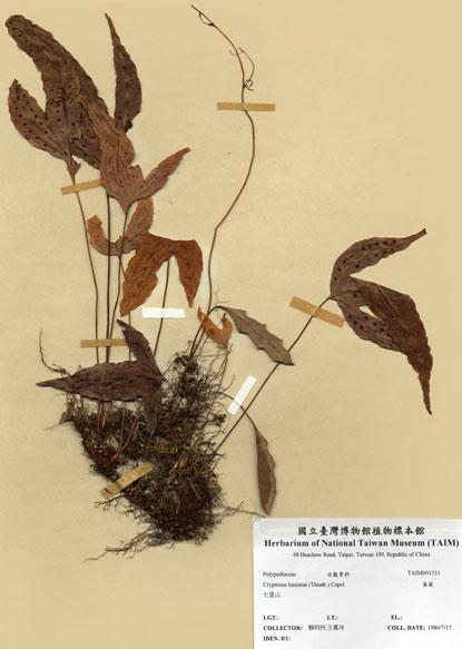 中文名：三葉茀蕨 (H001321)學名： em Crypsinus hastatus (Thunb.) Copel. /em 