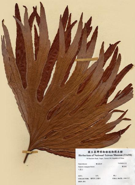 中文名：雙扇蕨 (H001322)學名： em Dipteris conjugata Reinw. /em 