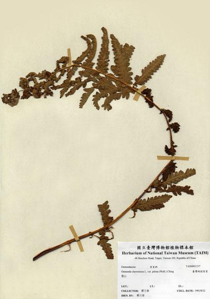 中文名：臺灣絨假紫萁 (H001337)學名： em Osmunda claytoniana L. var. pilosa (Wall.) Ching /em 