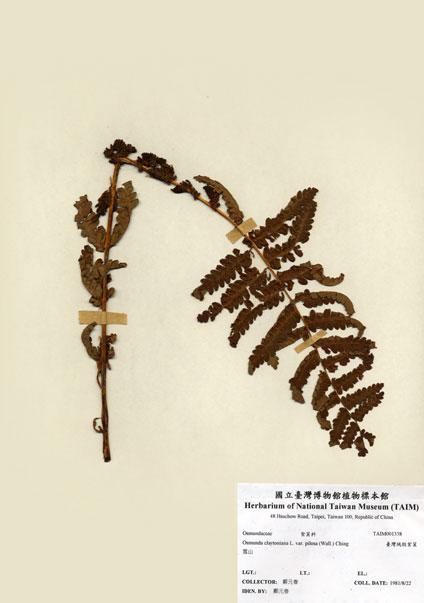 中文名：臺灣絨假紫萁 (H001338)學名： em Osmunda claytoniana L. var. pilosa (Wall.) Ching /em 