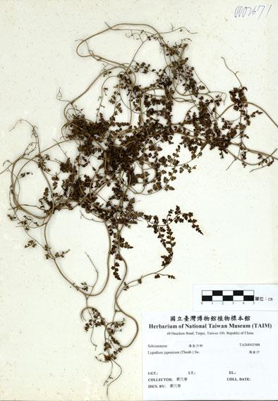 中文名：海金沙 (H002988)學名： em Lygodium japonicum (Thunb.) Sw. /em 
