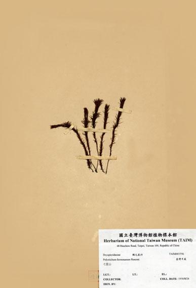 中文名：臺灣耳蕨 (H003556)學名： em Polystichum formosanum Rosenst. /em 