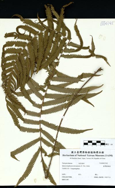 中文名：臺灣圓腺蕨 (H003562)學名： em Sphaerostephanos taiwanensis (C. Chr.) Holtt. /em 