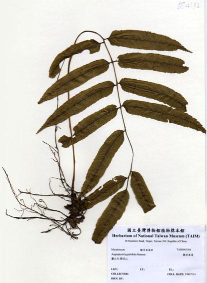 中文名：觀音座蓮 (H003566)學名： em Angiopteris lygodiifolia Rosenst. /em 