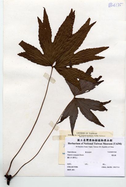 中文名：雙扇蕨 (H003568)學名： em Dipteris conjugata Reinw. /em 