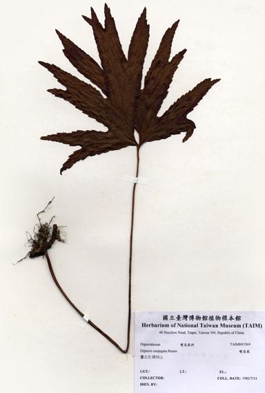 中文名：雙扇蕨 (H003569)學名： em Dipteris conjugata Reinw. /em 