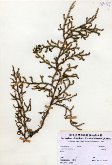 中文名：過山龍 (H003747)學名： em Lycopodium cernuum L. /em 