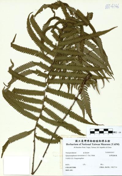 中文名：臺灣圓腺蕨 (H003815)學名： em Sphaerostephanos taiwanensis (C. Chr.) Holtt. /em 