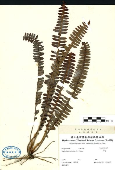 中文名：腎蕨 (H004027)學名： em Nephrolepis auriculata (L.) Trimen /em 