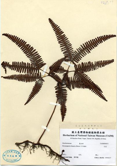 中文名：芒萁 (H004031)學名： em Dicranopteris linearis (Burm. f.) Underw. /em 